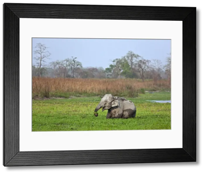 Framed Print : Wild Indian elephants feed in a swamp in Kaziranga National Park, a UNESCO World Heritage Site Framed Print : Wild Indian elephants feed in a swamp in Kaziranga National Park, a UNESCO World Heritage Site