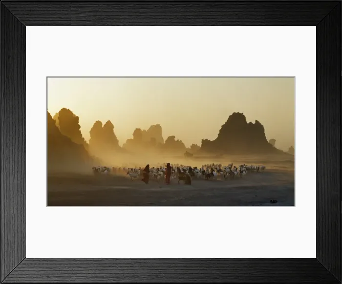 Framed Print : Lake Abbe, on the border of Djibouti and Ethiopia, is the last in a line of alkaline lakes in which the Awash River dissipates. Livestock belonging to the nomadic Afar people graze this harsh Framed Print : Lake Abbe, on the border of Djibouti and Ethiopia, is the last in a line of alkaline lakes in which the Awash River dissipates. Livestock belonging to the nomadic Afar people graze this harsh