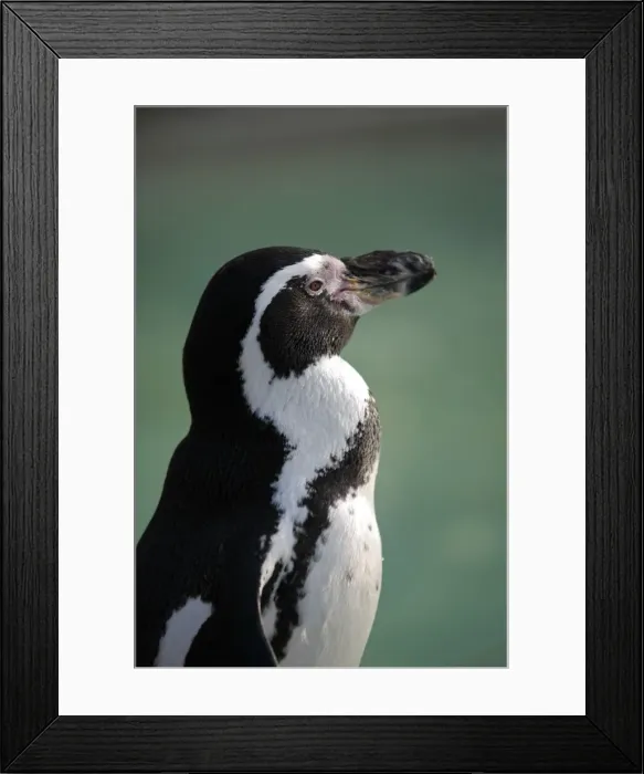 Framed Print : England, Gloucestershire. African or black-footed (formerly Jackass) penguin at the Cotswold Wildlife Park Framed Print : England, Gloucestershire. African or black-footed (formerly Jackass) penguin at the Cotswold Wildlife Park