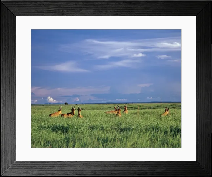 Framed Print : A herd of Lelwels Kongoni, or Hartebeest, in the lush grasslands of Garamba National Park in Northern Framed Print : A herd of Lelwels Kongoni, or Hartebeest, in the lush grasslands of Garamba National Park in Northern