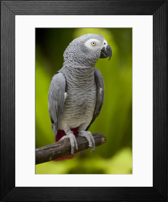Framed Print : Bali, Ubud. An African Grey Parrot at Bali Bird Park