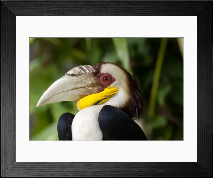 Framed Print : Bali, Ubud. A Wreathed Hornbill in Bali Bird Park Framed Print : Bali, Ubud. A Wreathed Hornbill in Bali Bird Park