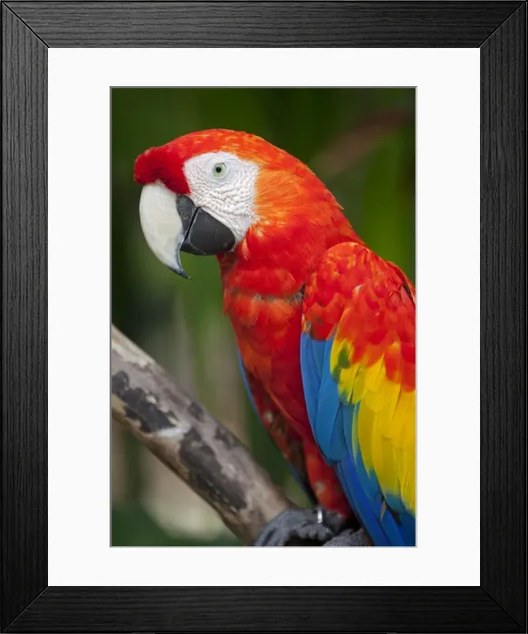 Framed Print : Bali, Ubud. A Greenwing Macaw poses at Bali Bird Park Framed Print : Bali, Ubud. A Greenwing Macaw poses at Bali Bird Park