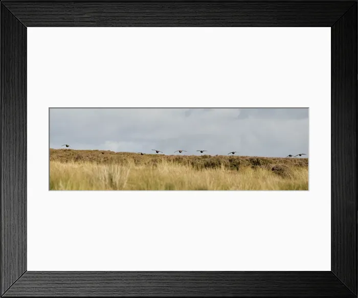 Framed Print : UK; Yorkshire. A covey of grouse fly low and fast over the heather on Bingley Framed Print : UK; Yorkshire. A covey of grouse fly low and fast over the heather on Bingley