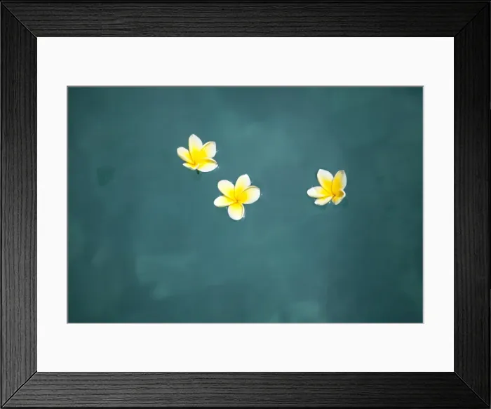 Framed Print : Bali, Ubud. Franjipani flowers float on a swimming pool Framed Print : Bali, Ubud. Franjipani flowers float on a swimming pool