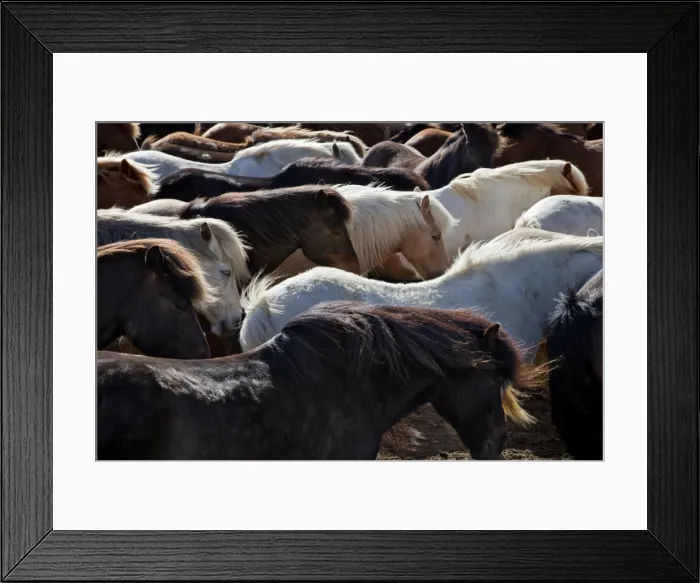 Framed Print : Icelandic horses sheltering in a strong wind Framed Print : Icelandic horses sheltering in a strong wind