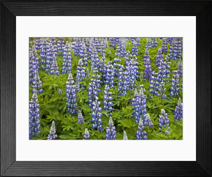Framed Print : Nootka lupins (Lupinus nootkatensis) growing at Faskrudsfjordur, a small fishing village in the far east of Iceland. Lupins were brought to Iceland in 1885 to fertilize soil in land reclamation areas. They are now naturalized throughout Framed Print : Nootka lupins (Lupinus nootkatensis) growing at Faskrudsfjordur, a small fishing village in the far east of Iceland. Lupins were brought to Iceland in 1885 to fertilize soil in land reclamation areas. They are now naturalized throughout