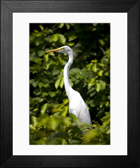 Framed Print : India, Ranganathittu Bird Sanctuary. An Eastern Great Egret set off beautifully against the lush foliage Framed Print : India, Ranganathittu Bird Sanctuary. An Eastern Great Egret set off beautifully against the lush foliage