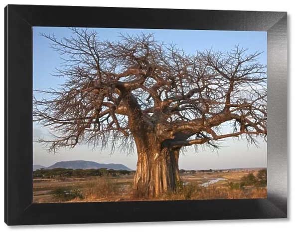 A large Baobab tree growing on the banks of the Great Ruaha River in Ruaha National Park