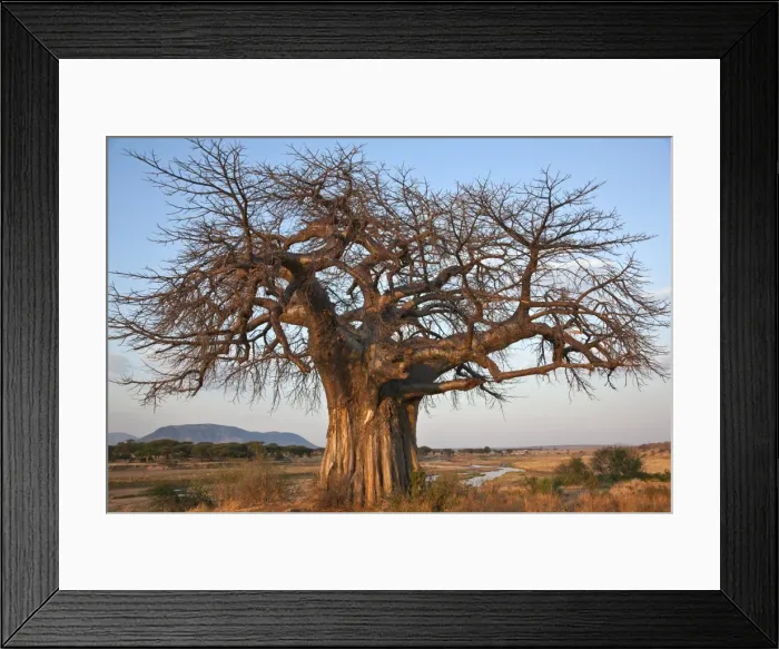 Framed Print : A large Baobab tree growing on the banks of the Great Ruaha River in Ruaha National Park Framed Print : A large Baobab tree growing on the banks of the Great Ruaha River in Ruaha National Park