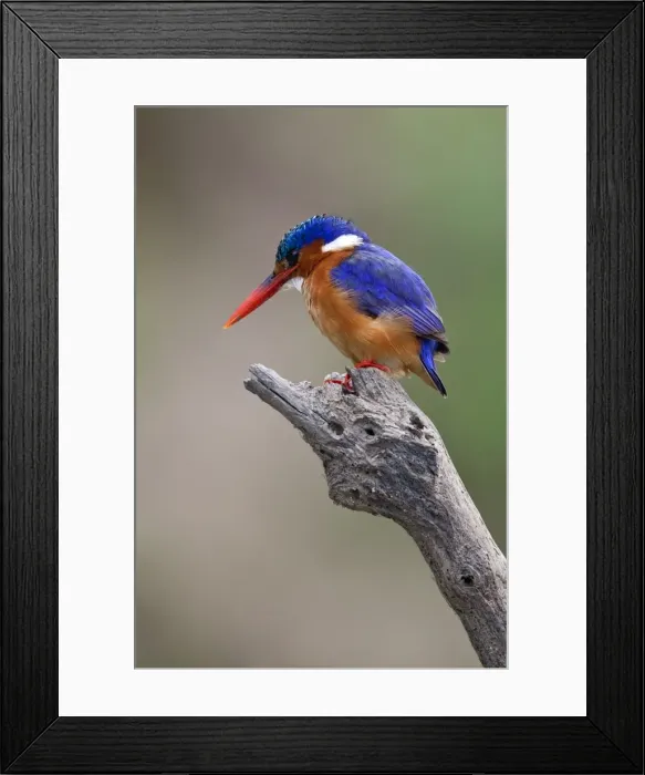 Framed Print : A beautiful Malachite kingfisher perched overlooking the Rufiji River in Selous Game Reserve Framed Print : A beautiful Malachite kingfisher perched overlooking the Rufiji River in Selous Game Reserve