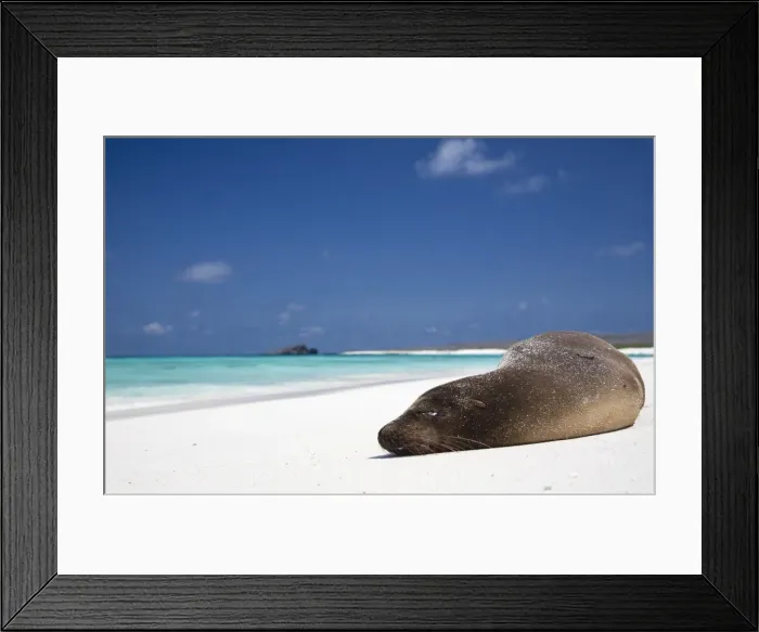 Framed Print : Ecuador, Galapagos. Sunbathing sea lion on the stunning beaches of San Cristobal, Galapagos