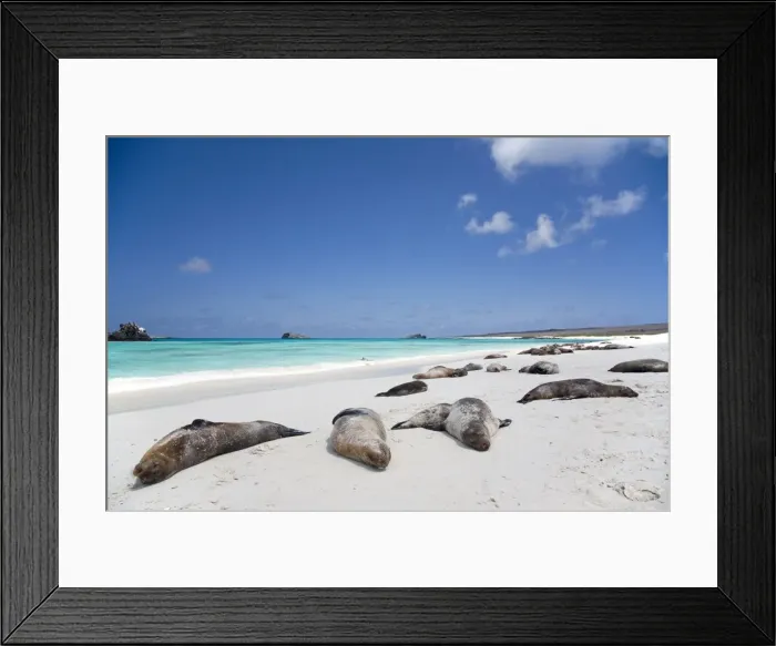 Framed Print : Ecuador, Galapagos. Sunbathing sea lions on the stunning beaches of San Cristobal, Galapagos Framed Print : Ecuador, Galapagos. Sunbathing sea lions on the stunning beaches of San Cristobal, Galapagos