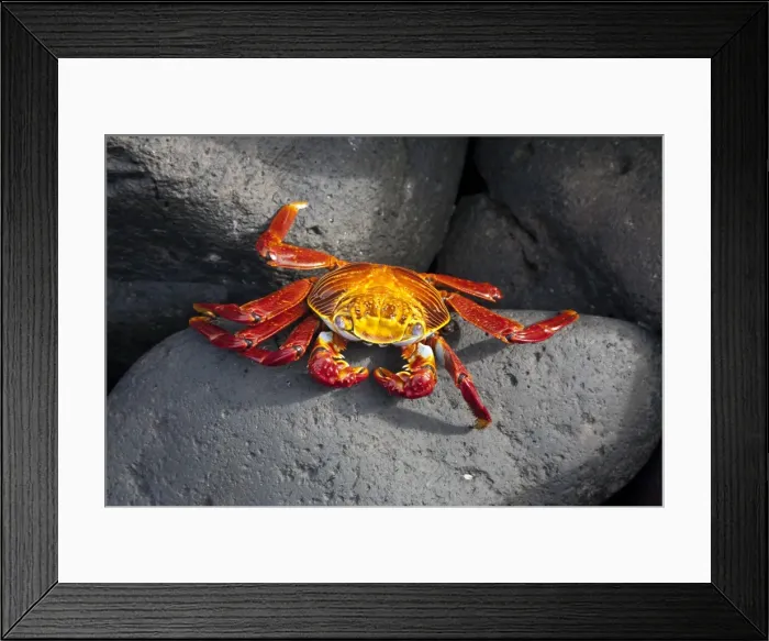 Framed Print : Ecuador, Galapagos. A brightly coloured Sally lightfoot crab skips over the dark rocks Framed Print : Ecuador, Galapagos. A brightly coloured Sally lightfoot crab skips over the dark rocks