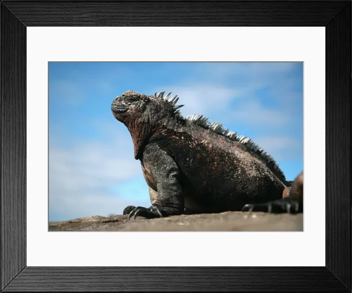 Framed Print : Ecuador, Galapagos. A large male marine iguana soaks up the rays