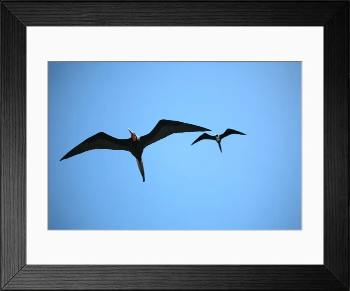 Framed Print : Ecuador, Galapagos. A male and female frigate bird soar overhead Framed Print : Ecuador, Galapagos. A male and female frigate bird soar overhead
