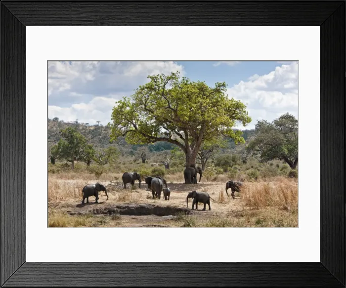 Framed Print : A small herd of elephants leaves a mud wallow in Ruaha National Park Framed Print : A small herd of elephants leaves a mud wallow in Ruaha National Park