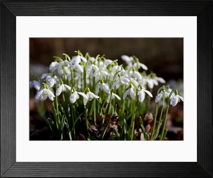 Framed Print : UK, Wiltshire. A fresh bunch of Snowdrops signals the onset of Spring Framed Print : UK, Wiltshire. A fresh bunch of Snowdrops signals the onset of Spring