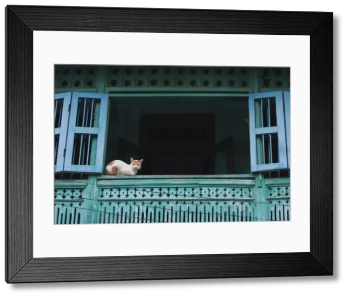 Framed Print : Myanmar, Burma, Moulmein, Mawlamyine. A watchful cat in an old colonial house, Moulmein Framed Print : Myanmar, Burma, Moulmein, Mawlamyine. A watchful cat in an old colonial house, Moulmein