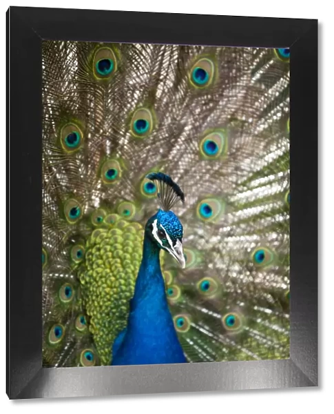 England, Kent, Wingham. Peacock displaying at Wingham Wildlife Park