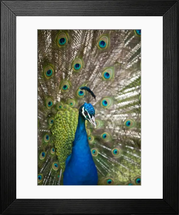 Framed Print : England, Kent, Wingham. Peacock displaying at Wingham Wildlife Park Framed Print : England, Kent, Wingham. Peacock displaying at Wingham Wildlife Park