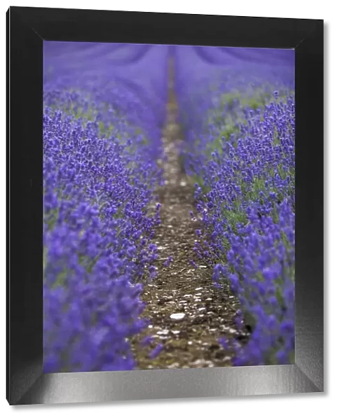 England, Kent, Shoreham. Lavender fields at Shoreham, in North Kent