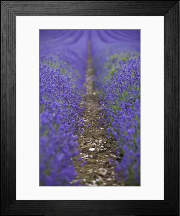 Framed Print : England, Kent, Shoreham. Lavender fields at Shoreham, in North Kent Framed Print : England, Kent, Shoreham. Lavender fields at Shoreham, in North Kent