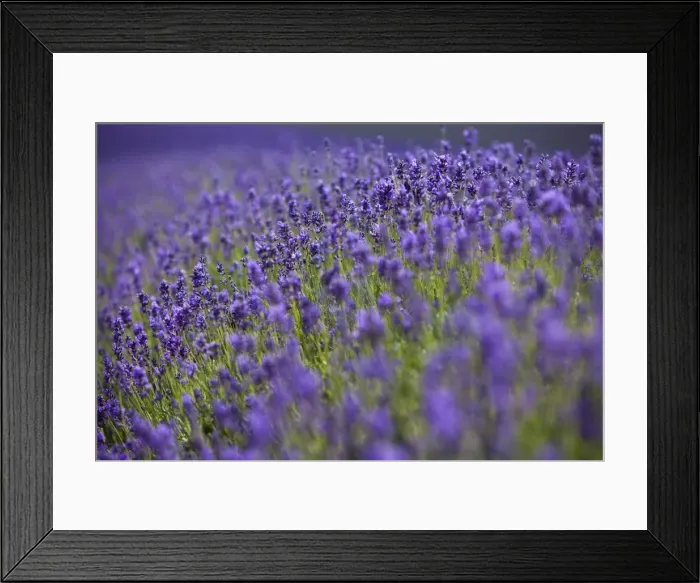 Framed Print : England, Kent, Shoreham. Lavender fields at Shoreham, in North Kent Framed Print : England, Kent, Shoreham. Lavender fields at Shoreham, in North Kent
