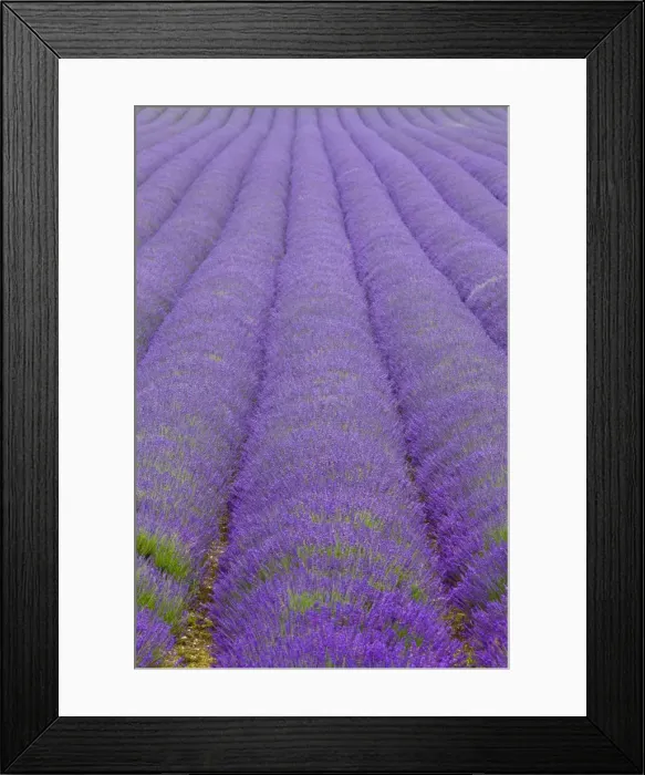 Framed Print : England, Kent, Shoreham. Lavender fields at Shoreham, in North Kent Framed Print : England, Kent, Shoreham. Lavender fields at Shoreham, in North Kent