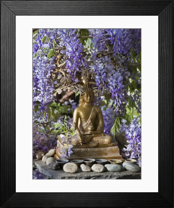 Framed Print : A small Buddha shrine surrounded by wisteria in the Hotel Gangtey Palace, which is a superb hotel with wonderful views. The 100-year-old building, once a kings palace, has been imaginatively modernised Framed Print : A small Buddha shrine surrounded by wisteria in the Hotel Gangtey Palace, which is a superb hotel with wonderful views. The 100-year-old building, once a kings palace, has been imaginatively modernised