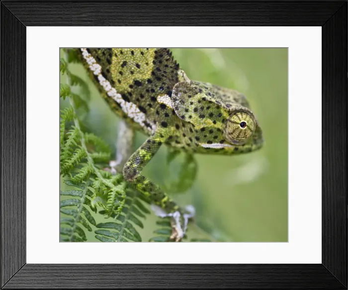 Framed Print : A female two-horned chameleon in the Amani Nature Reserve, a protected area of 8 Framed Print : A female two-horned chameleon in the Amani Nature Reserve, a protected area of 8