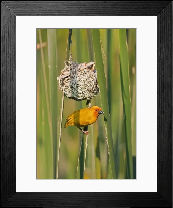 Framed Print : An African Golden Weaver at its nest near Soni in the Western Arc of the Usambara Mountains Framed Print : An African Golden Weaver at its nest near Soni in the Western Arc of the Usambara Mountains