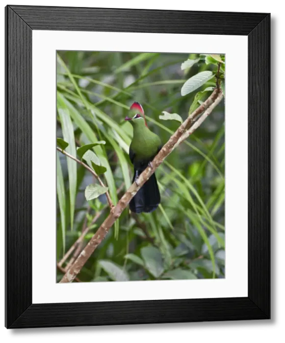 Framed Print : A beautiful Fischers Turaco in the Amani Nature Reserve, a protected area of 8, 380ha situated in the Eastern Arc of the Usambara Mountains Framed Print : A beautiful Fischers Turaco in the Amani Nature Reserve, a protected area of 8, 380ha situated in the Eastern Arc of the Usambara Mountains