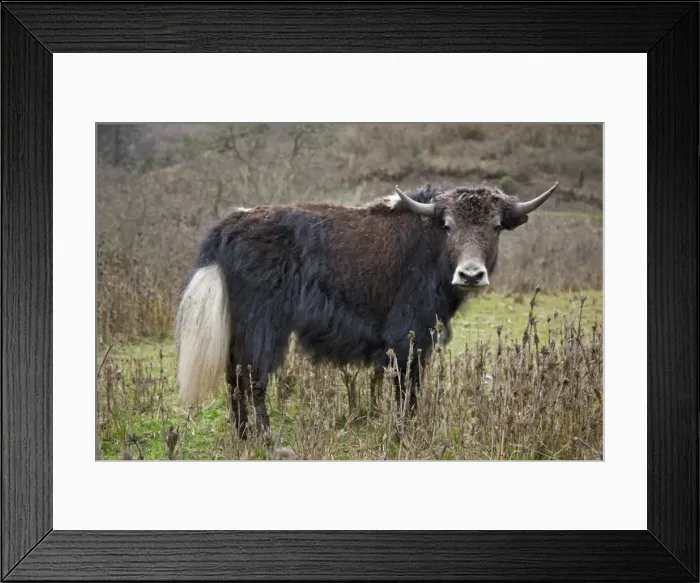 Framed Print : A domesticated yak in the mountains above the Phobjikha Valley. Looking rather like shaggy Framed Print : A domesticated yak in the mountains above the Phobjikha Valley. Looking rather like shaggy