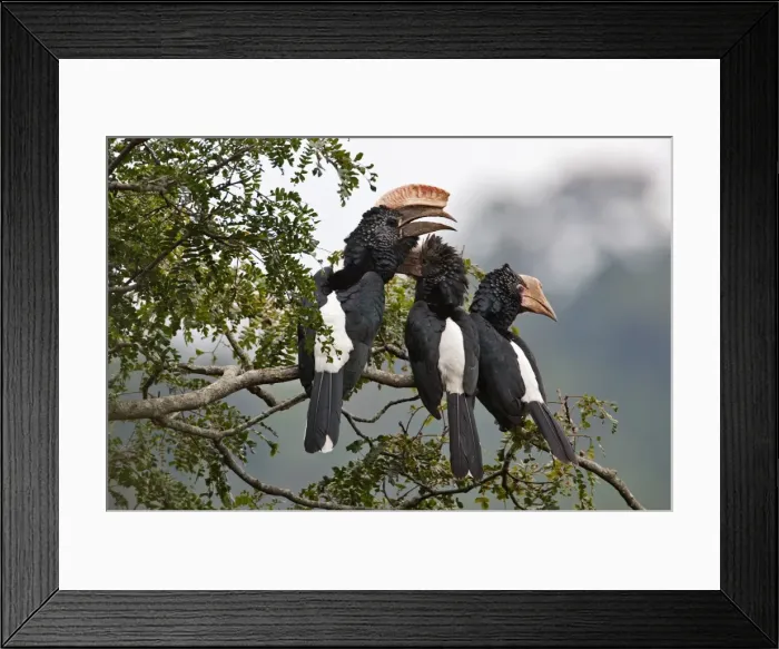 Framed Print : Silvery-cheeked Hornbills in the Western Arc of the Usambara Mountains near Lushoto Framed Print : Silvery-cheeked Hornbills in the Western Arc of the Usambara Mountains near Lushoto