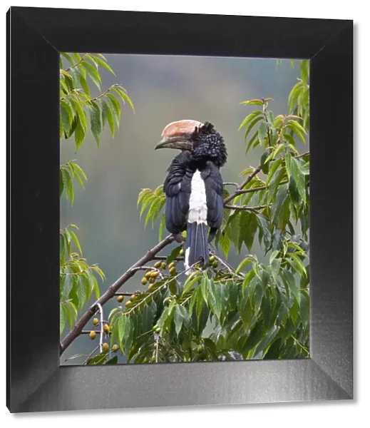 A Silvery-cheeked Hornbill in the Western Arc of the Usambara Mountains near Lushoto