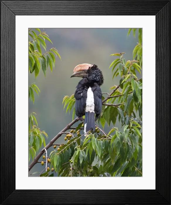 Framed Print : A Silvery-cheeked Hornbill in the Western Arc of the Usambara Mountains near Lushoto Framed Print : A Silvery-cheeked Hornbill in the Western Arc of the Usambara Mountains near Lushoto