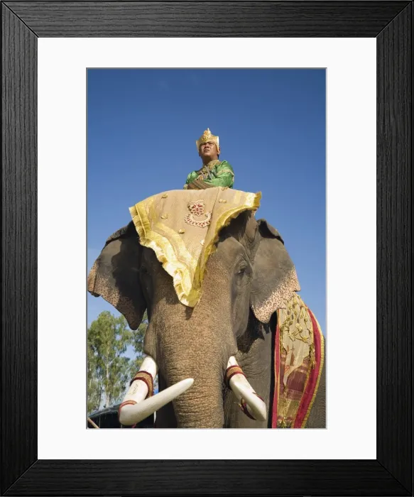 Framed Print : Thailand, Surin, Surin. Suai mahout and his elephant in costume dress during the Surin Elephant Roundup festival. The event held in November sees hundreds of elephants involved in a celebration of the regions elephant history Framed Print : Thailand, Surin, Surin. Suai mahout and his elephant in costume dress during the Surin Elephant Roundup festival. The event held in November sees hundreds of elephants involved in a celebration of the regions elephant history