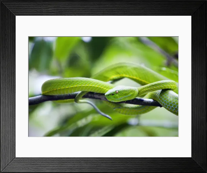 Framed Print : Thailand, Nakhon Ratchasima, Khao Yai. White-lipped viper in the Khao Yai National Park Framed Print : Thailand, Nakhon Ratchasima, Khao Yai. White-lipped viper in the Khao Yai National Park