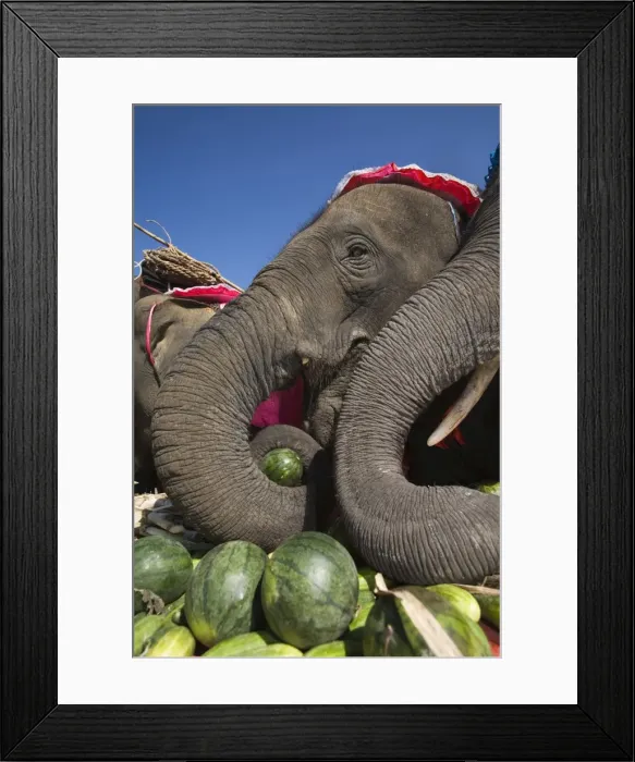 Framed Print : Thailand, Surin, Surin. Elephants feasting at an Elephant Buffet during the annual Elephant Roundup festival. The festival held in November celebrates the regions proud elephant history Framed Print : Thailand, Surin, Surin. Elephants feasting at an Elephant Buffet during the annual Elephant Roundup festival. The festival held in November celebrates the regions proud elephant history