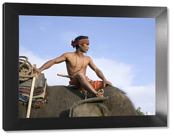 Thailand, Surin, Surin. A Suai (known locally as Guay ) mahout sits atop his elephant mount during the Surin Elephant Round-up festival. The Suai are the indigenous people of Surin, and are skilled elephant masters, having used them