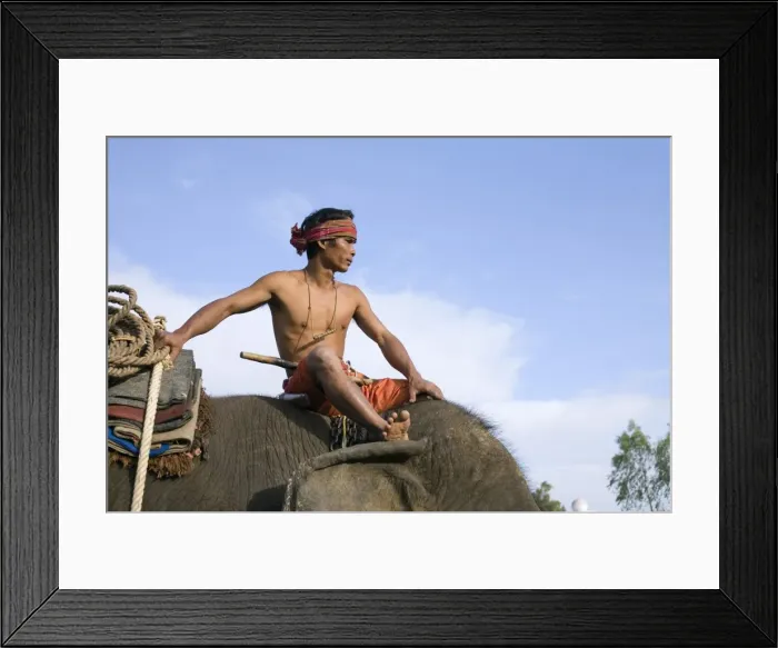 Framed Print : Thailand, Surin, Surin. A Suai (known locally as Guay ) mahout sits atop his elephant mount during the Surin Elephant Round-up festival. The Suai are the indigenous people of Surin, and are skilled elephant masters, having used them Framed Print : Thailand, Surin, Surin. A Suai (known locally as Guay ) mahout sits atop his elephant mount during the Surin Elephant Round-up festival. The Suai are the indigenous people of Surin, and are skilled elephant masters, having used them