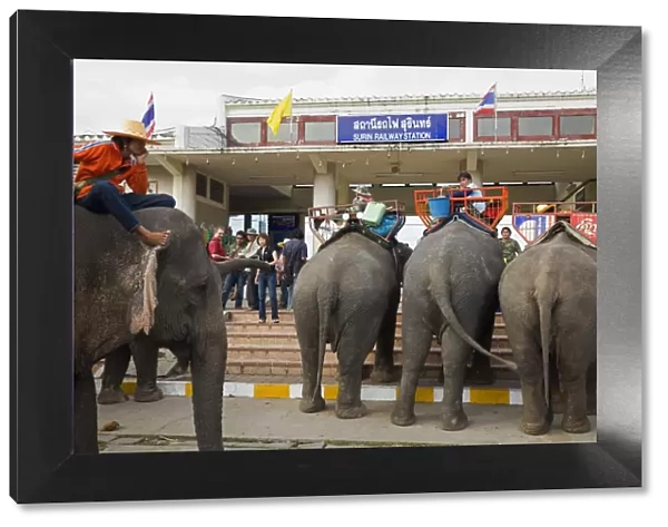 Thailand, Surin, Surin. Elephant taxis await passengers at the Surin Railway station during the annual Elephant