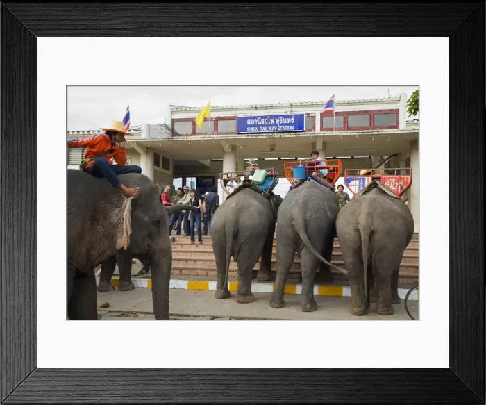 Framed Print : Thailand, Surin, Surin. Elephant taxis await passengers at the Surin Railway station during the annual Elephant