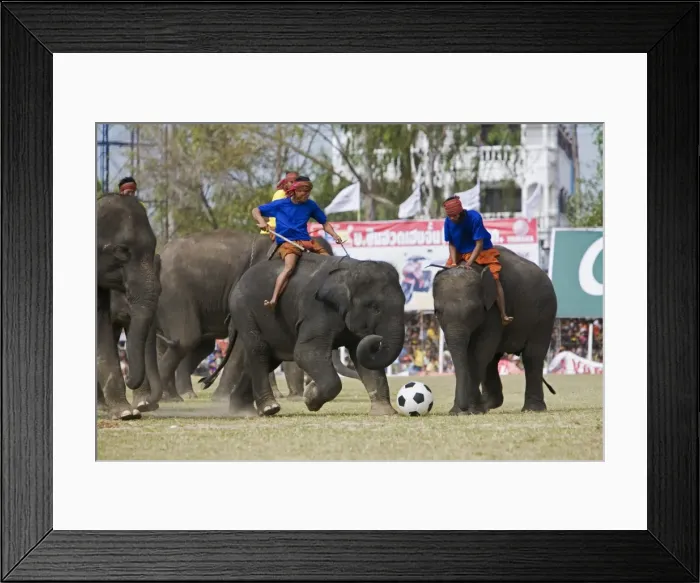 Framed Print : Thailand, Surin, Surin. Elephant football during the annual Surin Elephant Roundup Festival Framed Print : Thailand, Surin, Surin. Elephant football during the annual Surin Elephant Roundup Festival