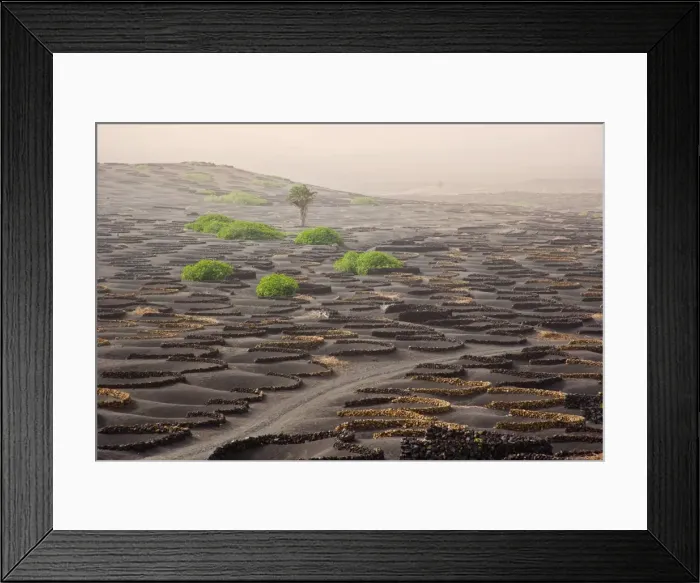 Framed Print : Lanzarote Island. Belongs to the Canary Islands and its formation is due to recent volcanic activities. Spain. In La Geria the wines are produced in full