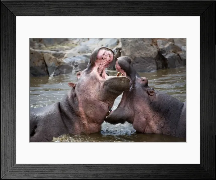 Framed Print : Tanzania, Serengeti. Hippos joust for dominance in the waters of the Serengetis northern Hippo Pool Framed Print : Tanzania, Serengeti. Hippos joust for dominance in the waters of the Serengetis northern Hippo Pool
