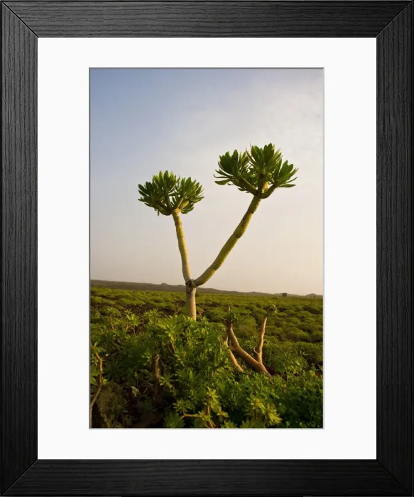 Framed Print : Vegetation in the middle of volcanic rocks in Lanzarote Island Framed Print : Vegetation in the middle of volcanic rocks in Lanzarote Island