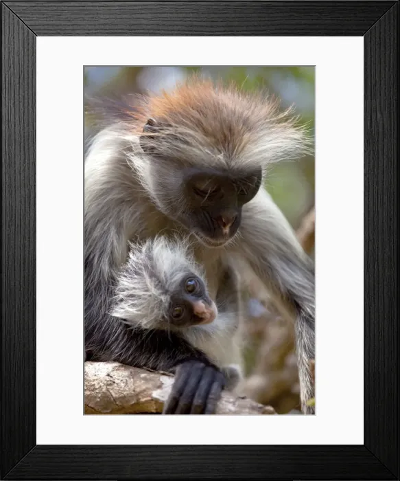 Framed Print : Zanzibar, Jozani National Park. Rare red colobus monkeys in the trees of the Jozani National Park Framed Print : Zanzibar, Jozani National Park. Rare red colobus monkeys in the trees of the Jozani National Park