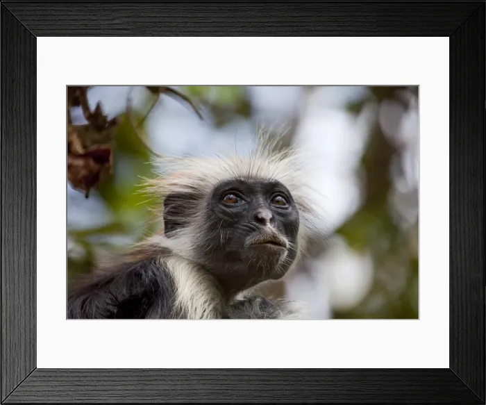 Framed Print : Zanzibar, Jozani National Park. Rare red colobus monkeys in the trees of the Jozani National Park Framed Print : Zanzibar, Jozani National Park. Rare red colobus monkeys in the trees of the Jozani National Park